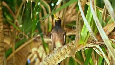 一只小鸟在牛粪上。 这只美丽的小鸟在热带岛屿的一棵树上唱歌.. 棕榈树泛着光。 越南